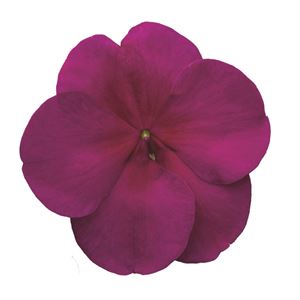 Bild von Impatiens P9 Violet